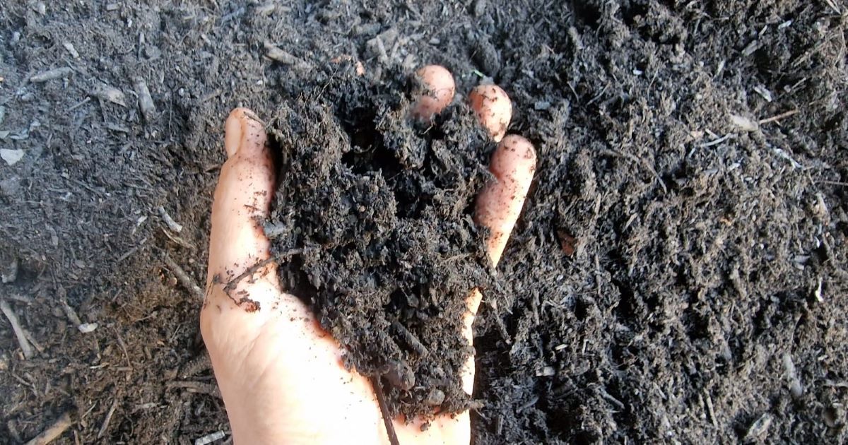 Devon Lawn Turf