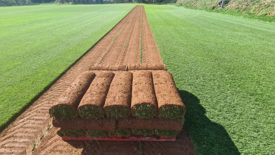 Devon Lawn Turf