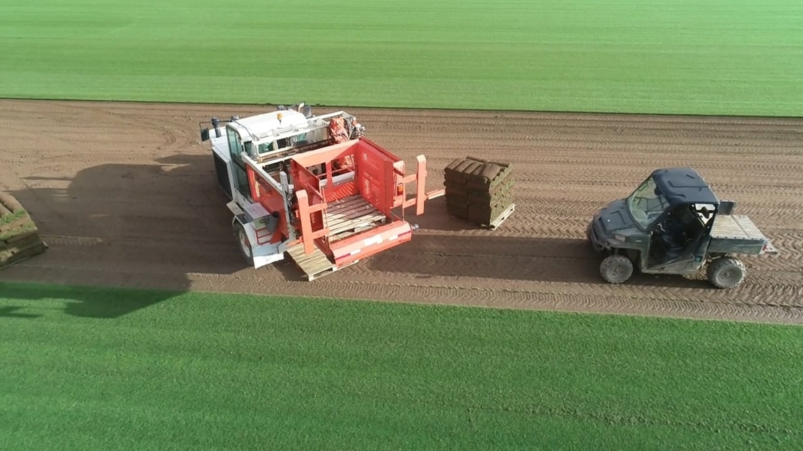 Devon Lawn Turf