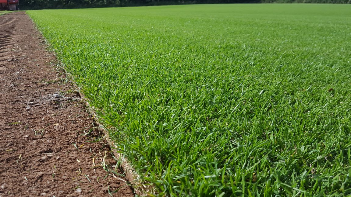Devon Lawn Turf